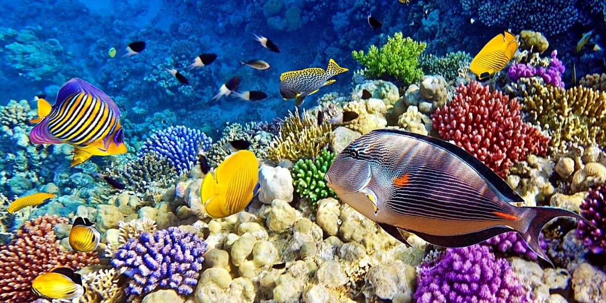 Фантастически красивый подводный мир Красного моря