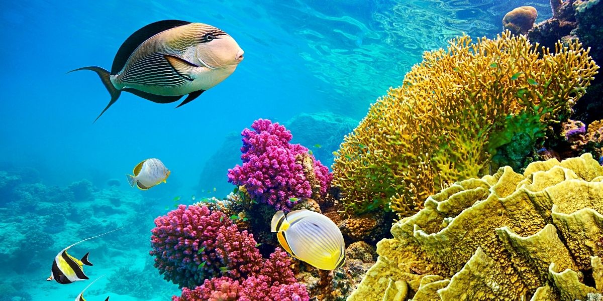 Неймовірний підводний світ Червоного моря