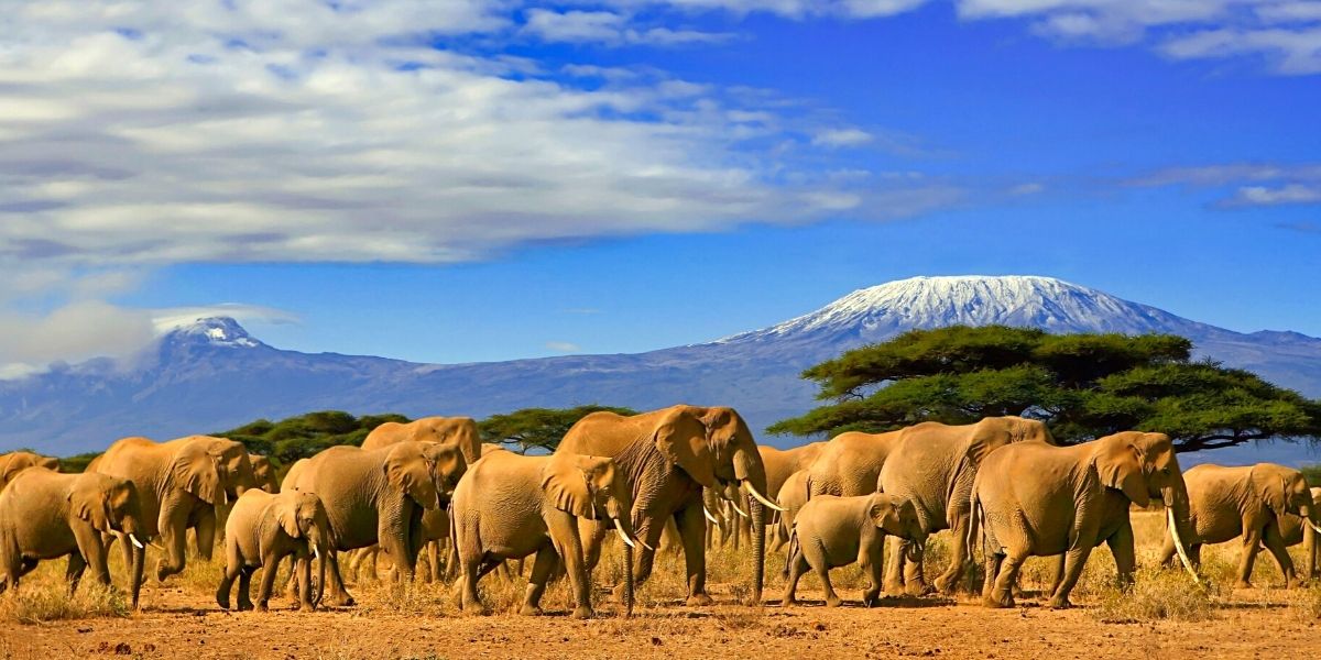 Танзания перенесет вас в другой мир! На фото: национальный парк Килиманджаро