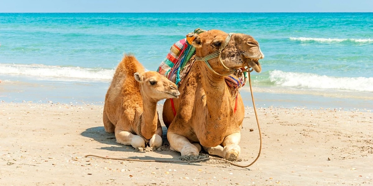 На песчаных тунисских пляжах запросто можно встретить красивых верблюдов!