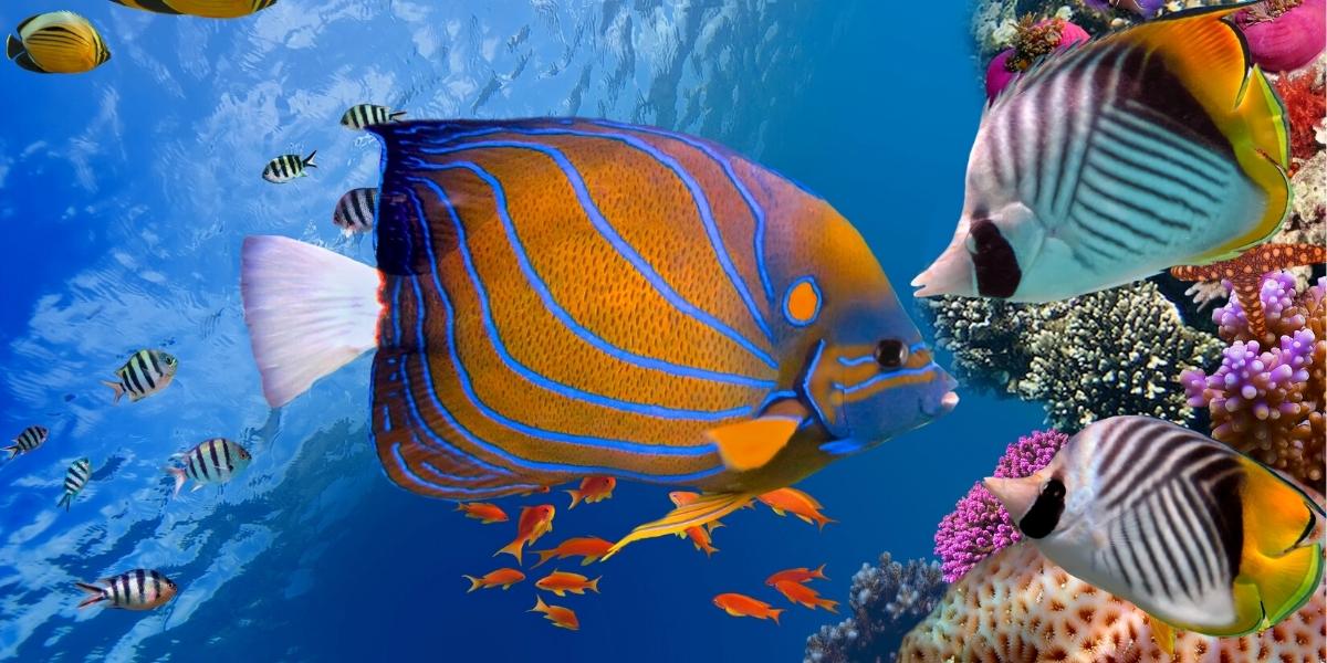 Шарм-ель-Шейх привлекает туристов красивыми коралловыми рифами