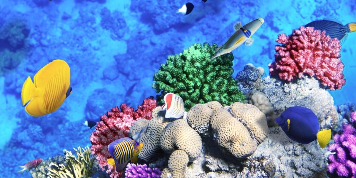 Главная фишка Египта - невероятно красивый подводный мир Красного моря