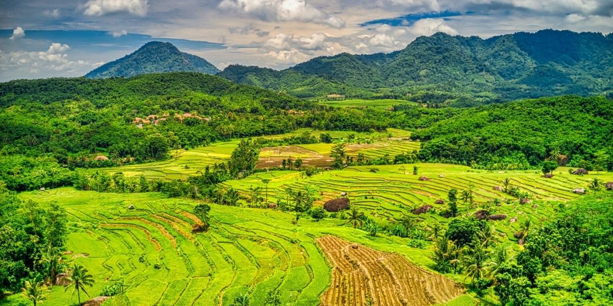 Знаменитые рисовые террасы - визитка Индонезии