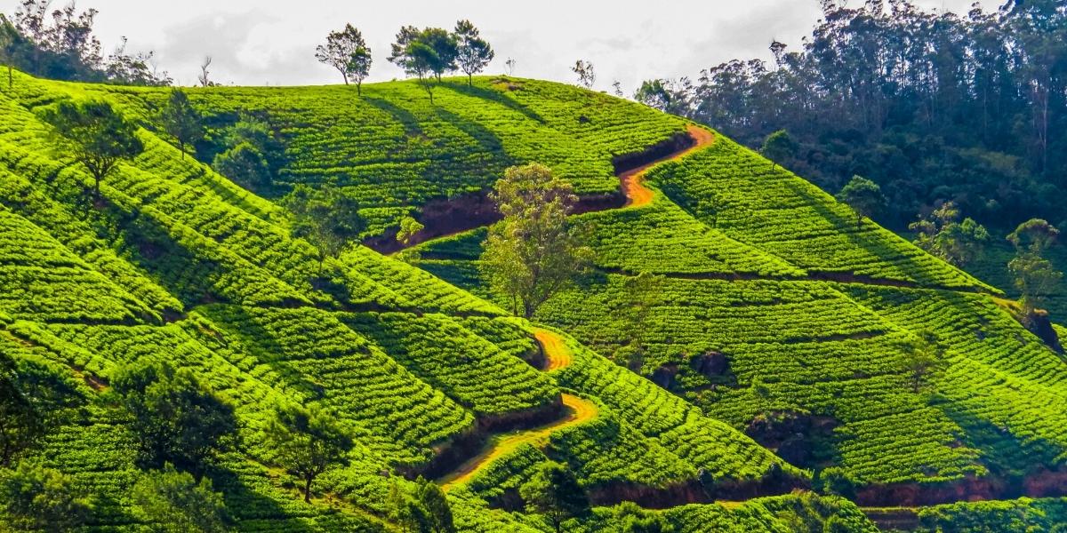 Шрі-Ланку неможливо уявити без зелених чайних плантацій