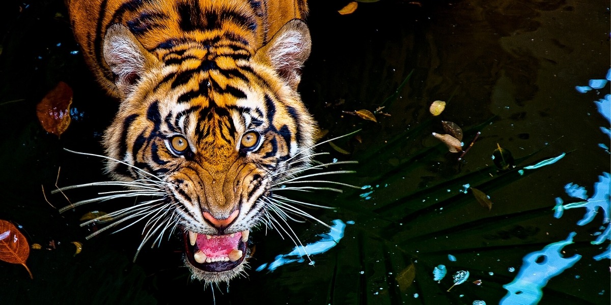На острові Суматра можна зустріти рідкісних тварин, наприклад, такого красивого тигра