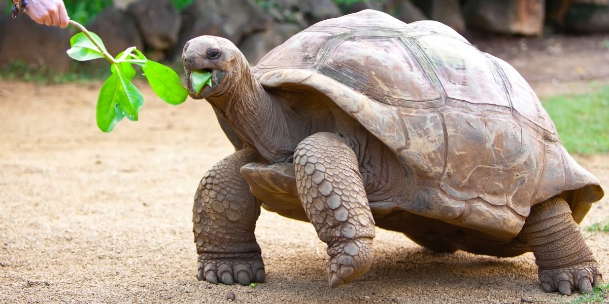 Гигантские черепахи на самом деле довольно приветливы и любят полакомиться вкусненьким!