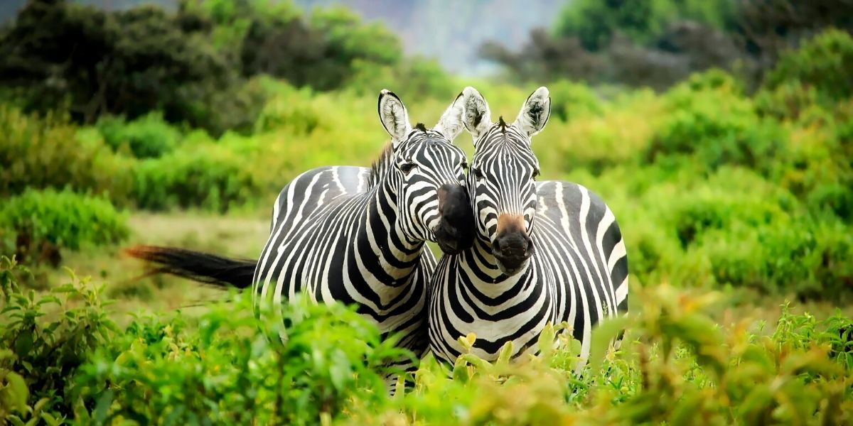 Симпатичные кенийские зебры