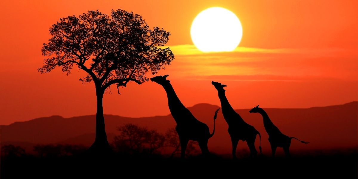 Сказочная Кения впечатляет пейзажами!