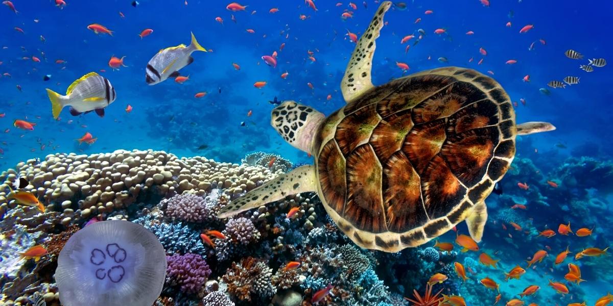 Червоне море вражає красою підводного світу